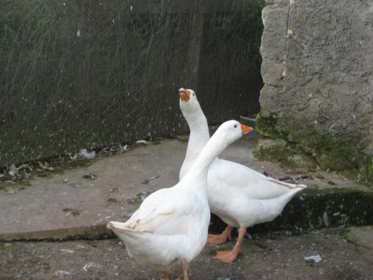 Oasi Del Lago Regalbuto Kültér fotó