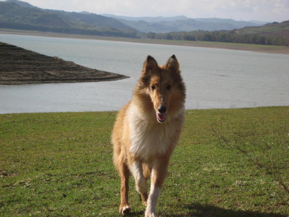 Oasi Del Lago Regalbuto Kültér fotó